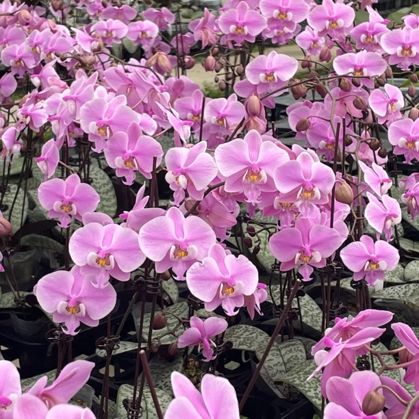 2.5寸 实生西雷利-花苞株  原生趣味 蝴蝶兰