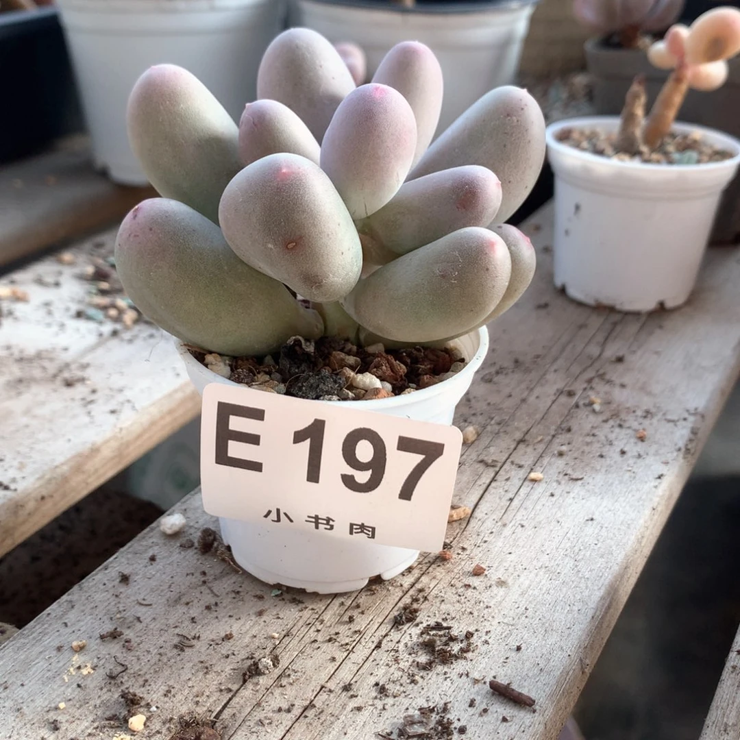 197米可米可米可韩国