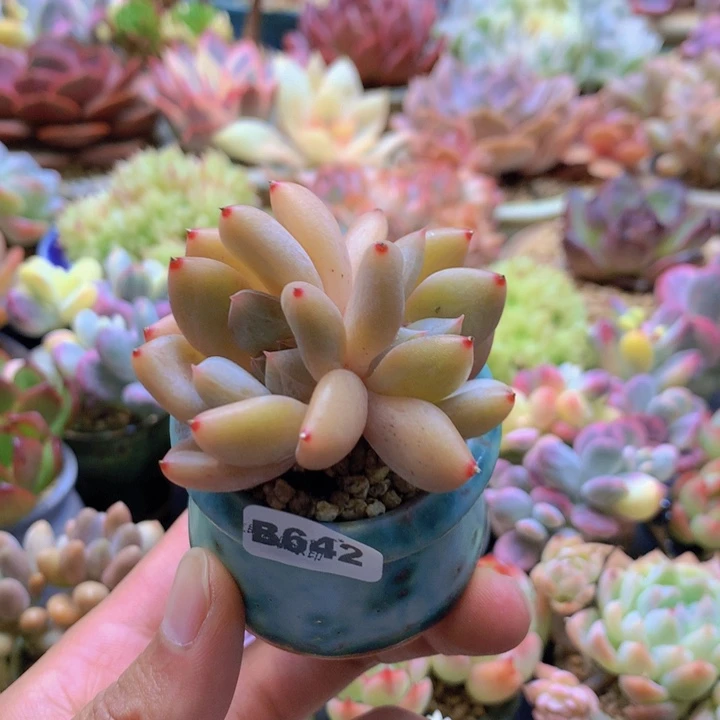 一物一拍含盆土满38包邮B642