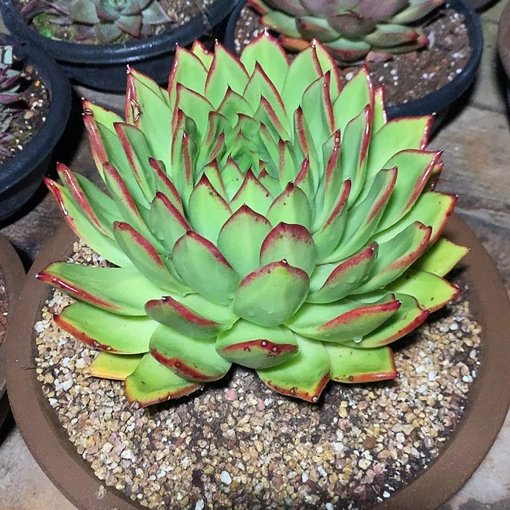 美肉特价活动开始啦