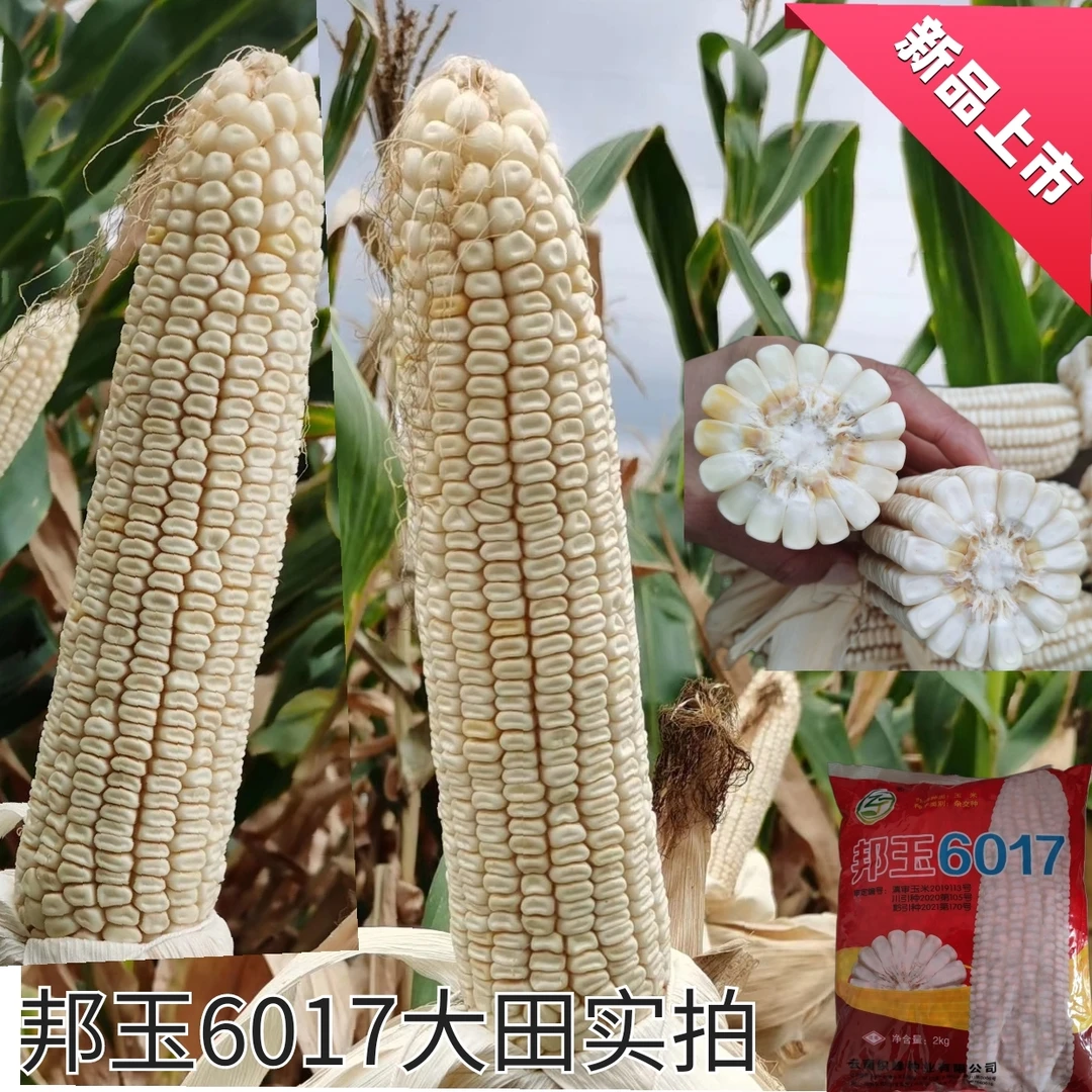 【云南白玉米】2025白玉米种子高产大棒玉米抗旱抗病杂交玉米苞谷