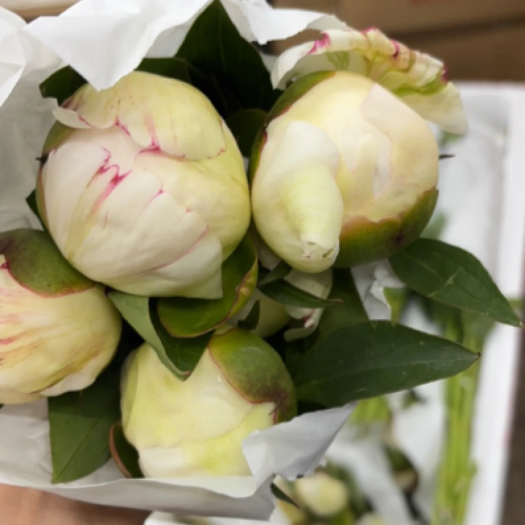 艾尔萨斯5支、长野之装5支、沙拉5支，芍药