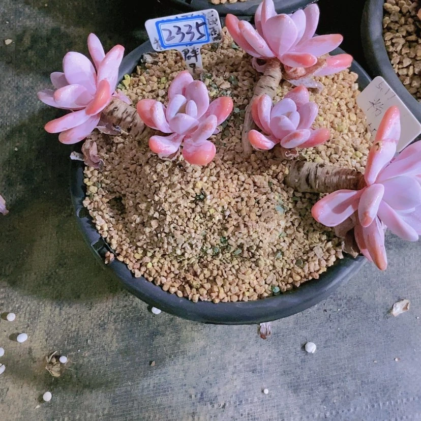 【闪购商品】N**r2335
