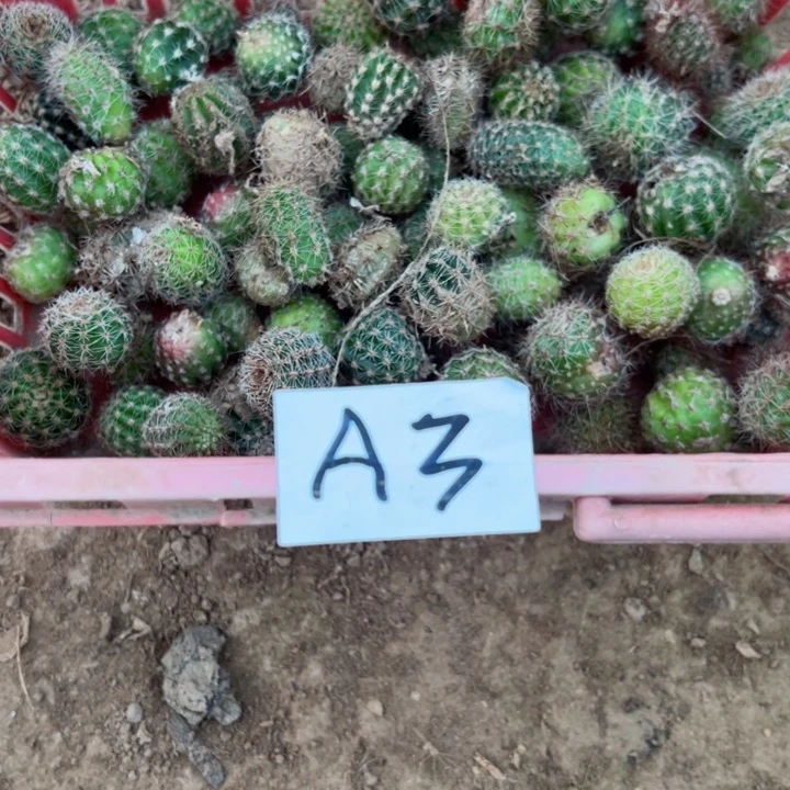 朱***奶A3仙人球一筐20