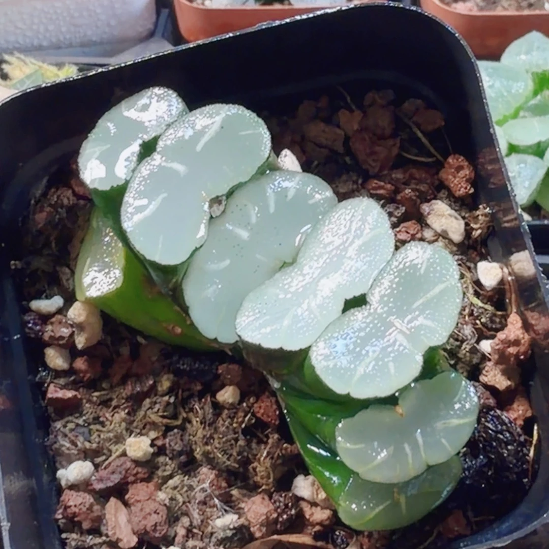 十二卷透镜玉扇福利