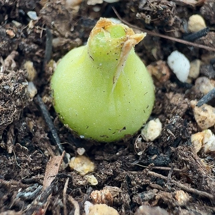 老马生石花小葫芦2208
