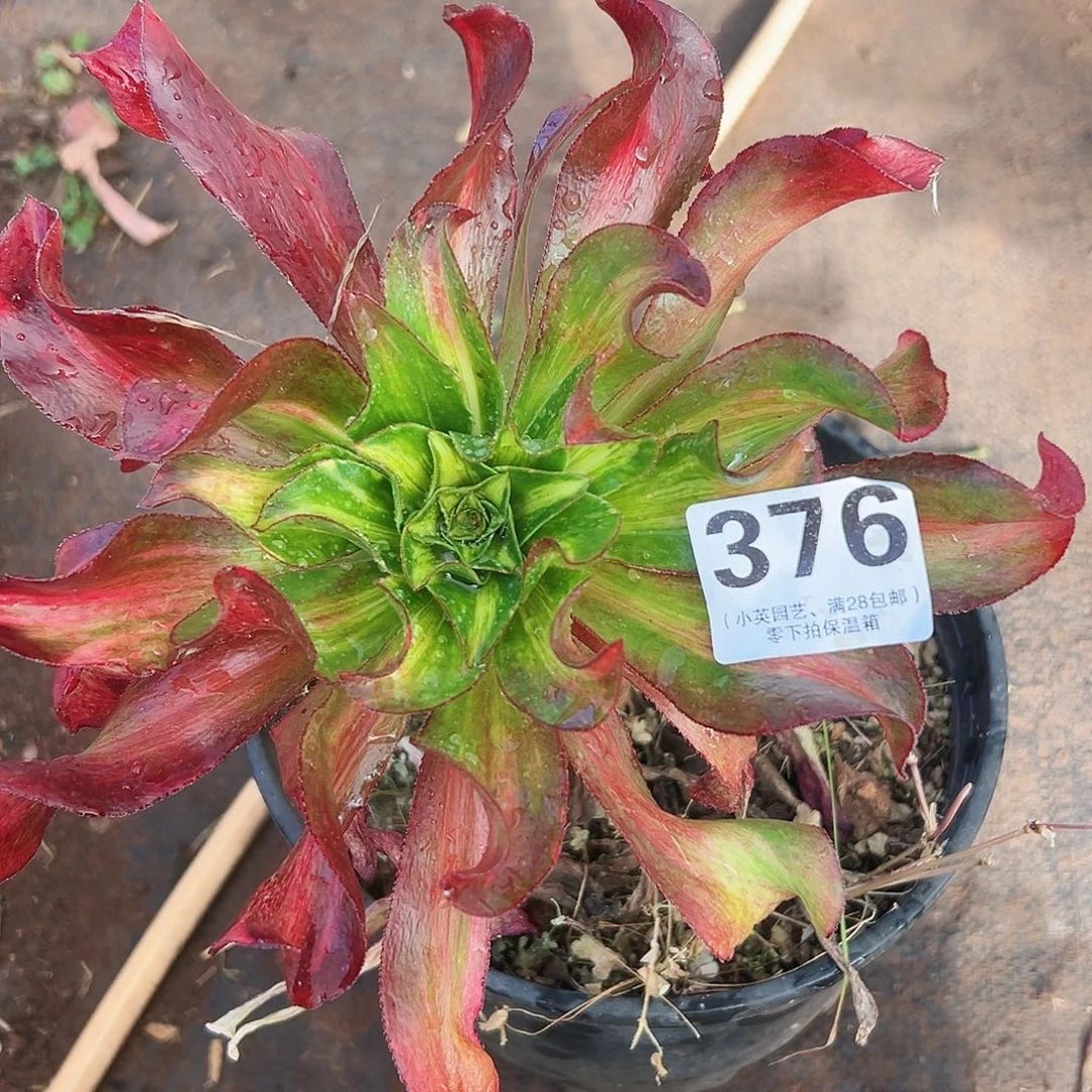 多肉植物376魅影中班