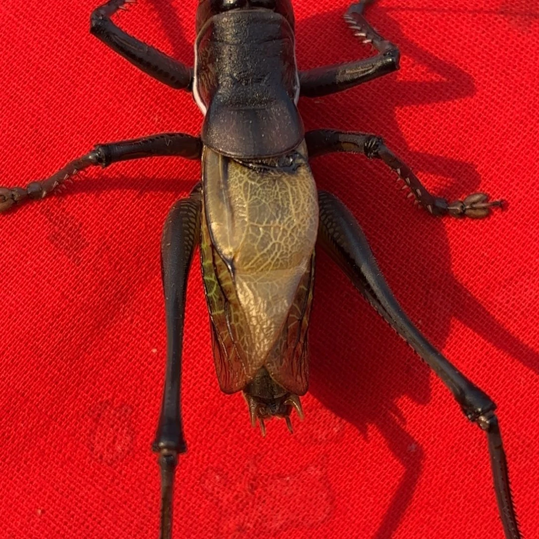 龙****蝈蝈蝈蝈福福价格