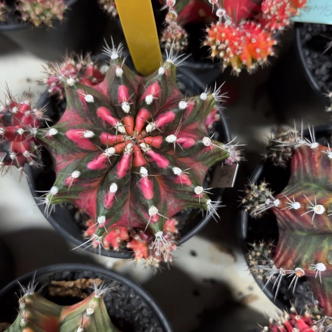 130-0103泰国发货多肉