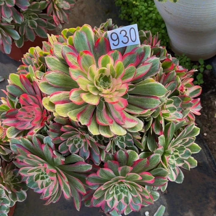 00000000000930孔雀翎