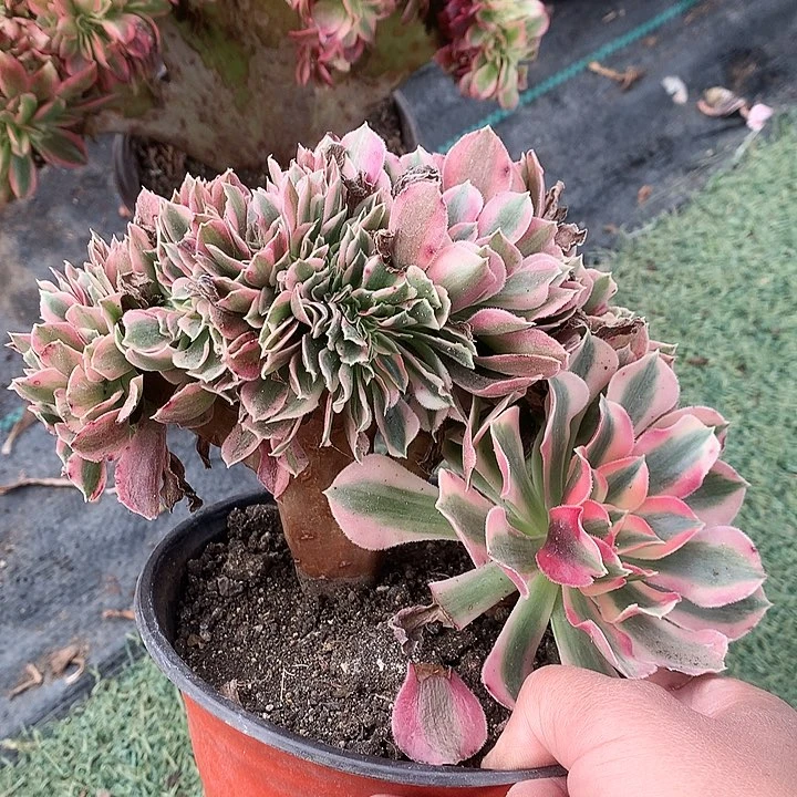 708女巫缀缀化多肉植物