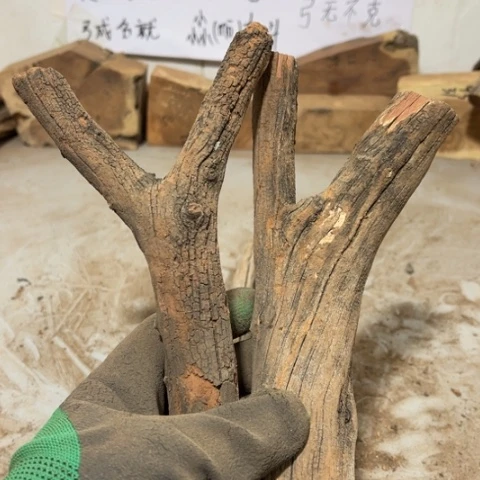 大果紫檀（缅甸花梨）长****学