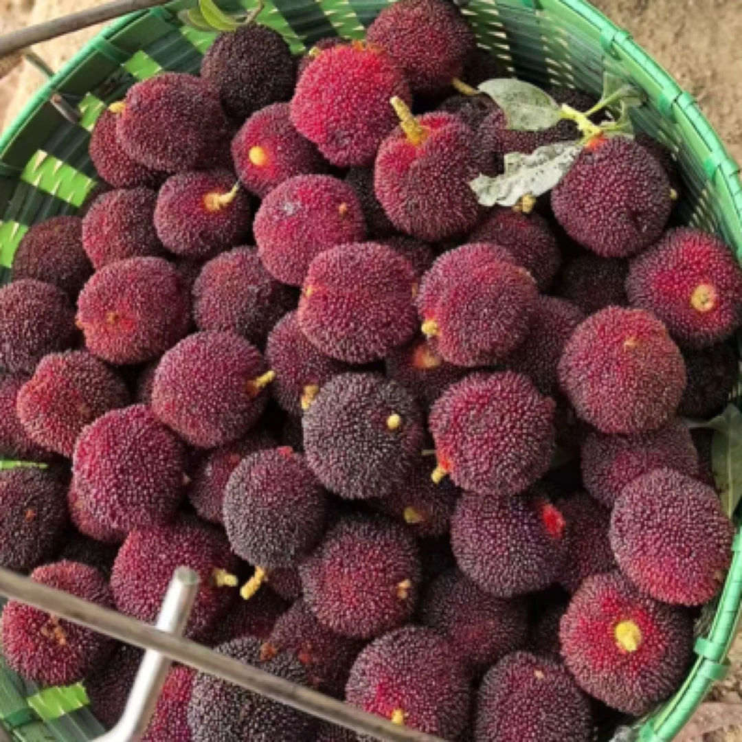 紫金共享社同城送】【买四送一】正宗紫金东魁杨梅新鲜5斤装中大果浙江省