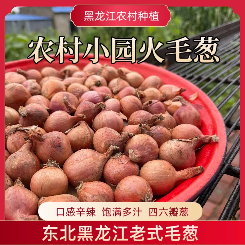 东北农村小园老品种红皮毛葱