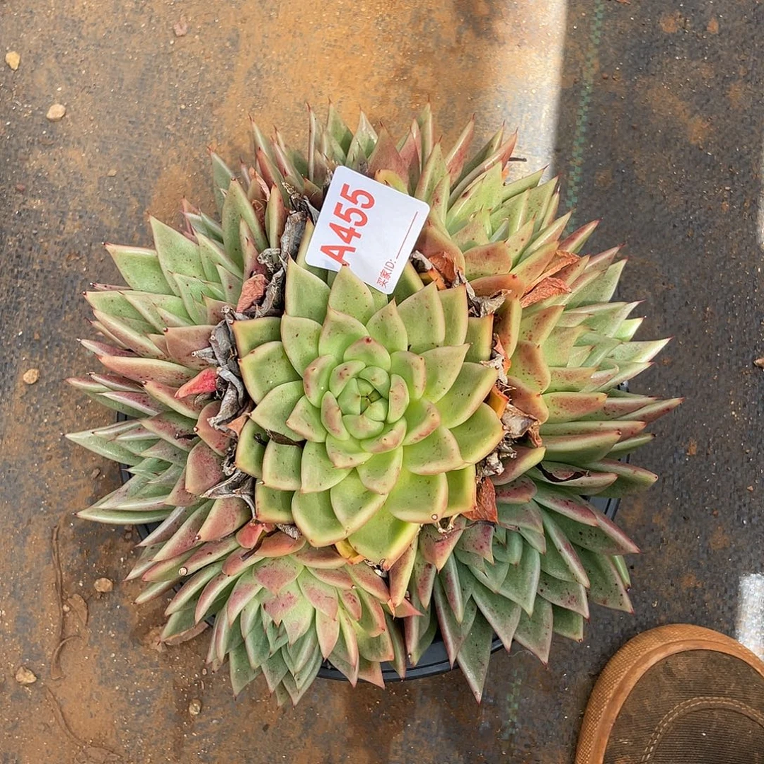 若如东云组拍A455
