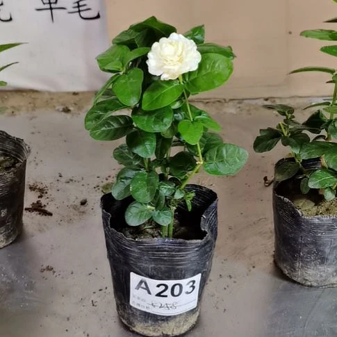 大部分花苞少量开放艾*