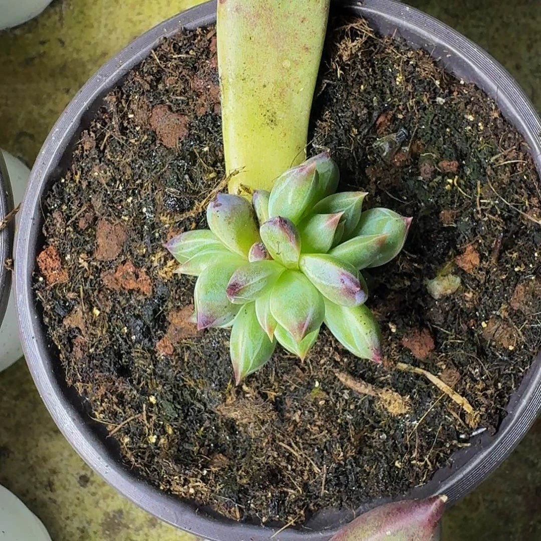 紫镜 叶插 一物一拍