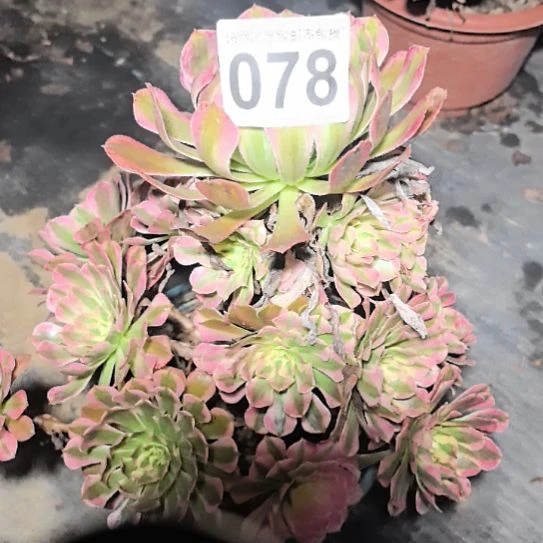 078 桐白花花2-13法师