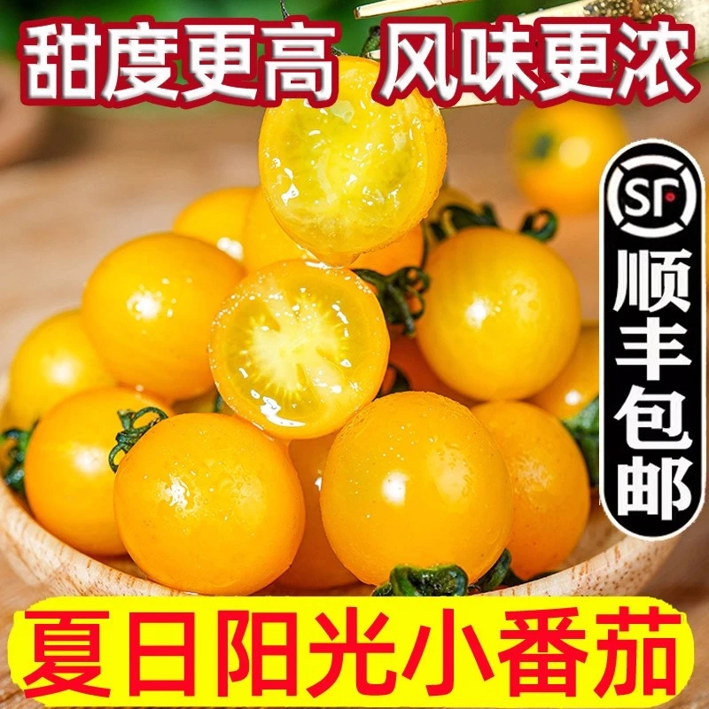 新鲜黄樱桃番茄圣女果小番茄夏日阳光小番茄迷恋小番茄山东寿光