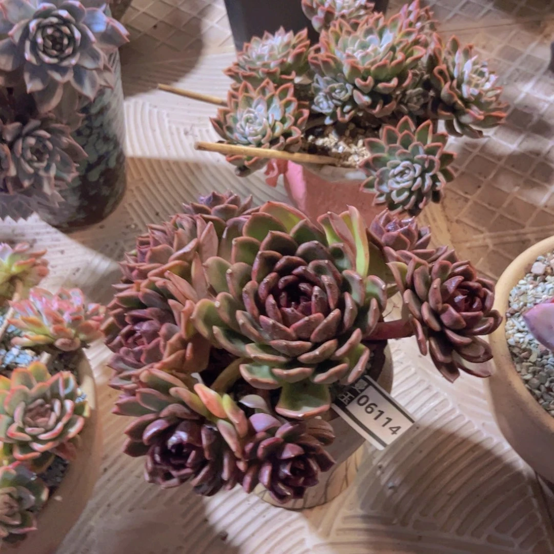 黑桃多肉植物06114