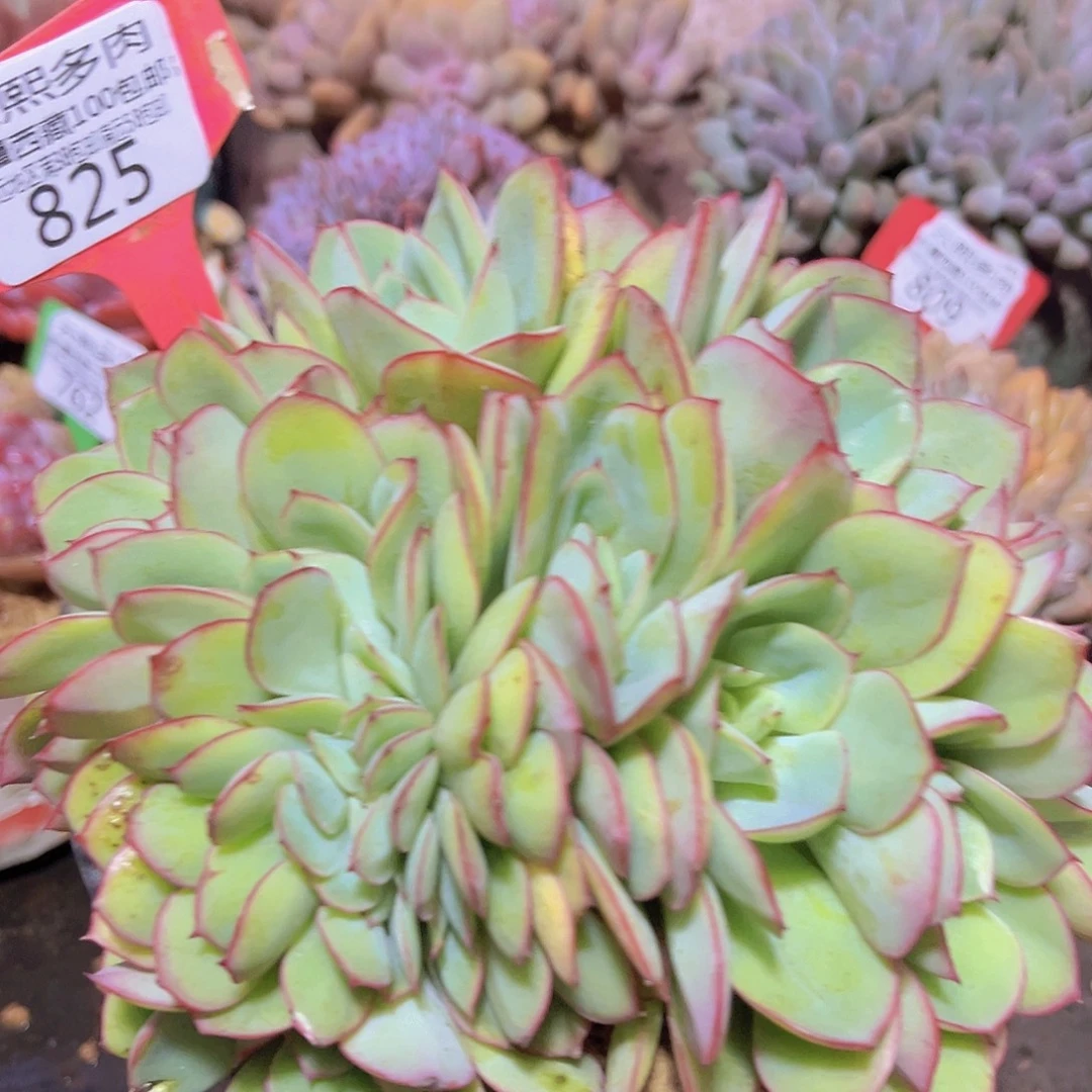 825牡丹亭缀多肉植物