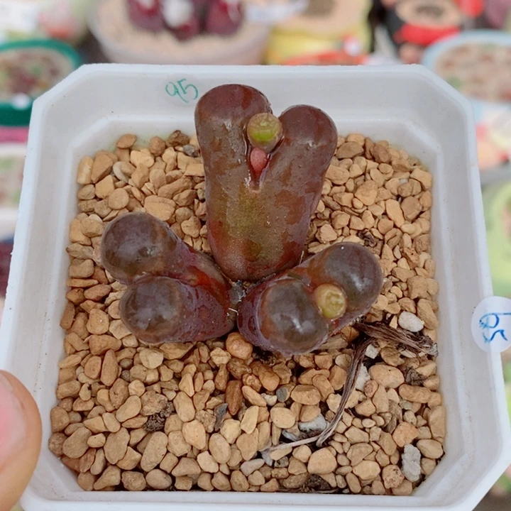 生石花花花花花花花146