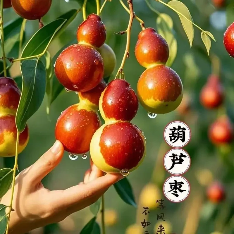 新款葫芦枣树苗南北方种植盆栽地栽庭院阳台当年结果好甜枣树苗