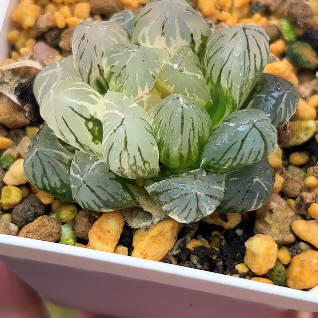 往***！Om锦十二卷多肉植物