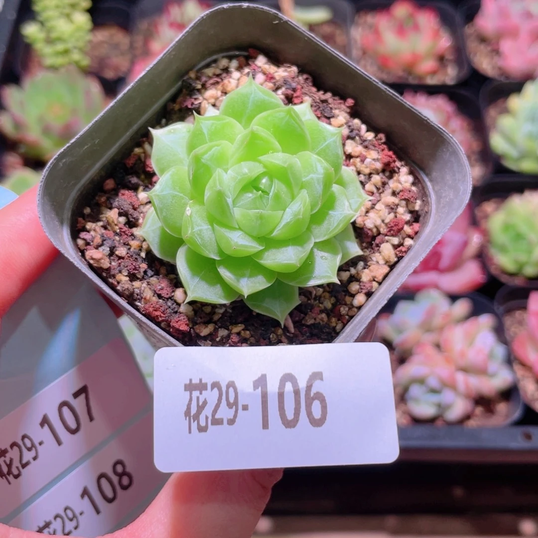 花利美29-106女王玫瑰