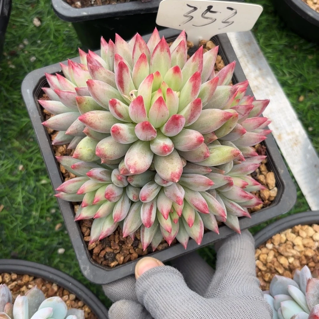 二代虞美人888888888888