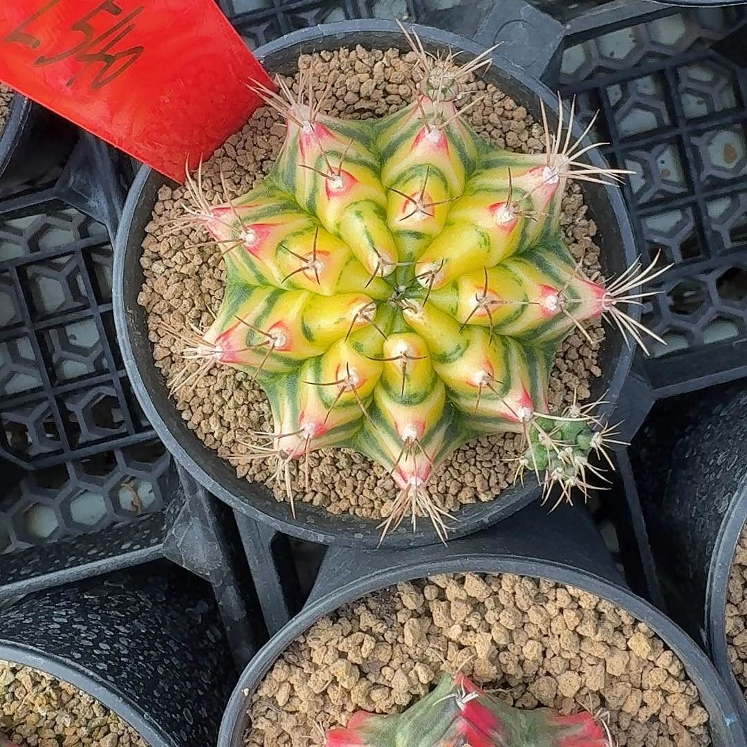 L540-1121广东发货 花田