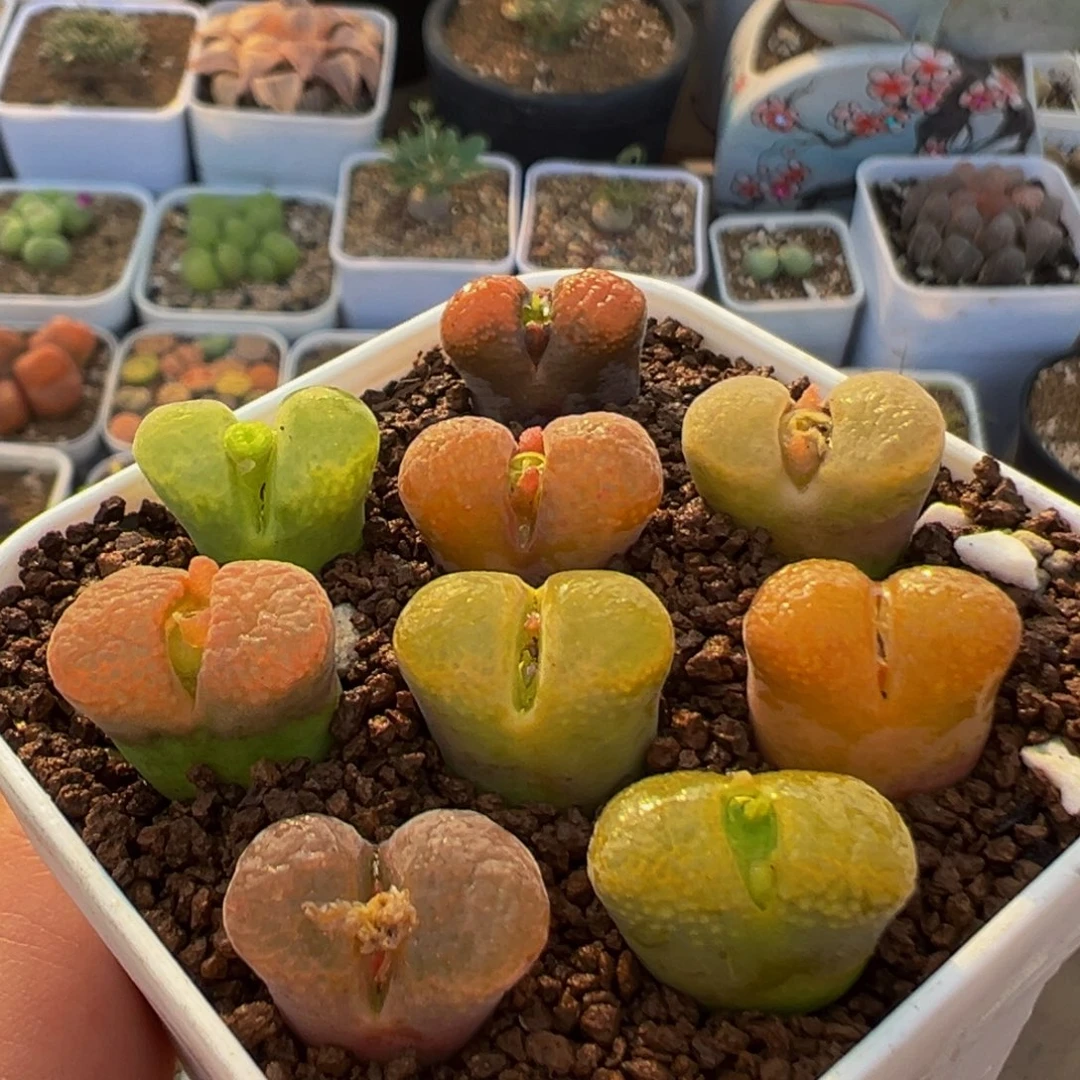 201多肉植物百科植物
