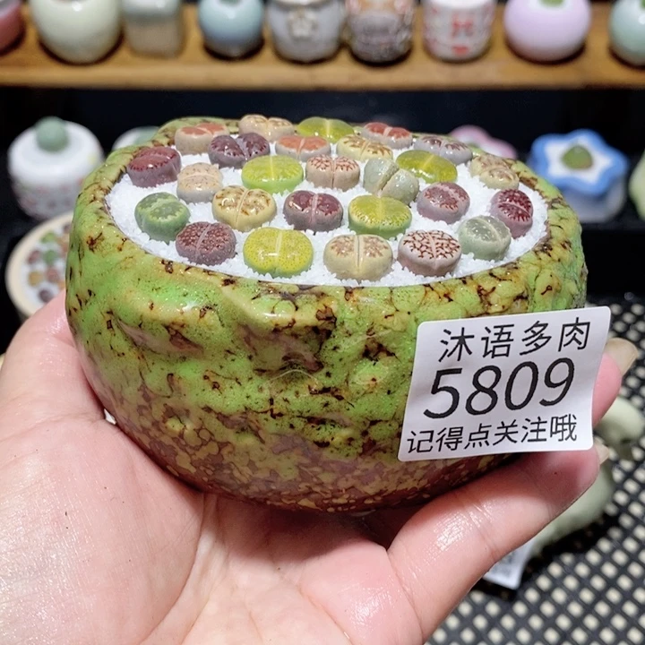 带盆土植物 一物一拍5809
