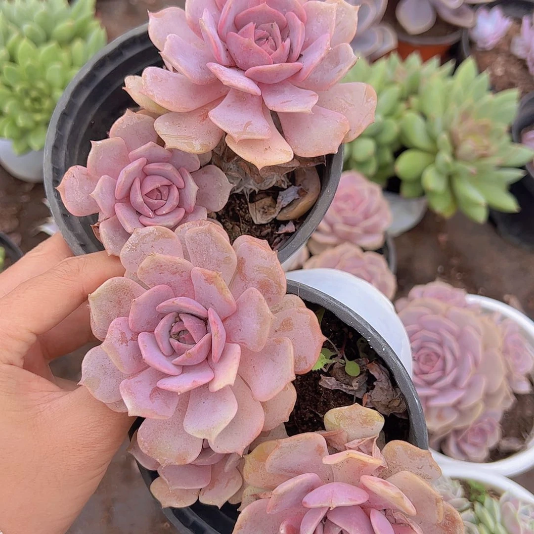 粉蝶双头起发精品老桩二盆