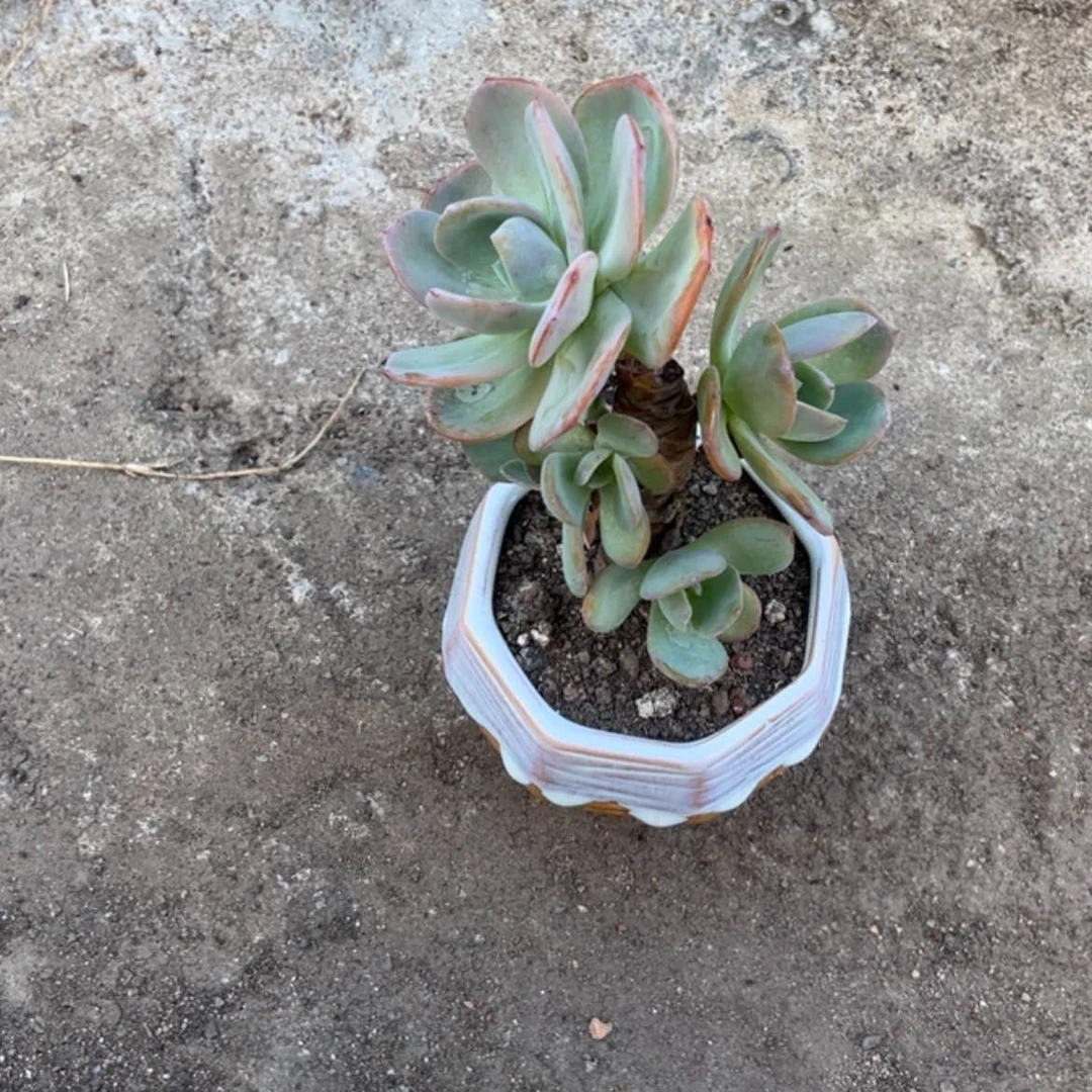 【闪购商品】无花朵含*草