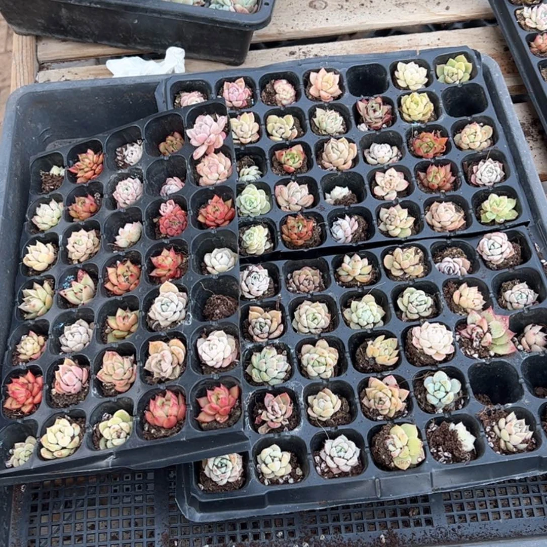 直播福利一物一拍111