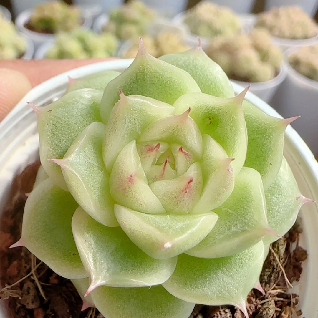 1110-150（优选麦杆）