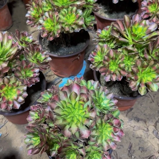 韶华法师9.9多肉植物