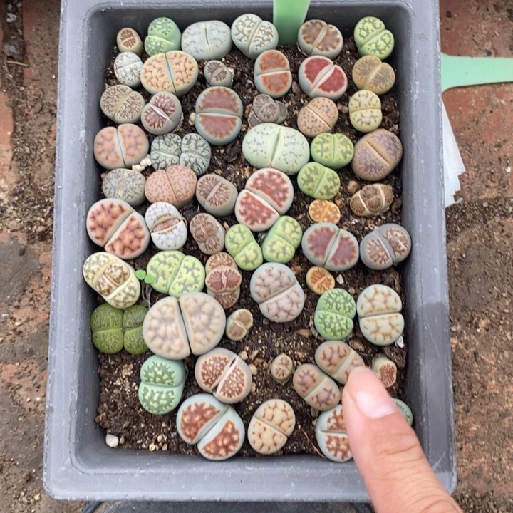 爱***戴生石花的季节是385