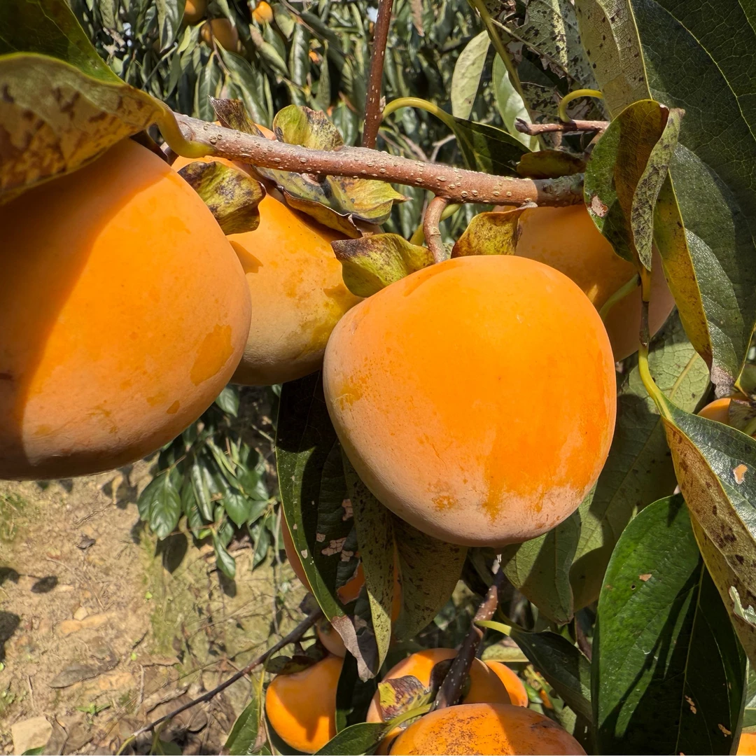 广西平乐新鲜现摘糯甜多汁应季柿子无核冰糖心水果