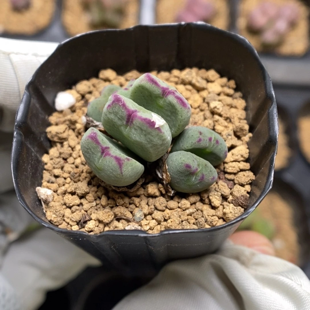 多肉植物肉锥杂交K-3729 毛将杂