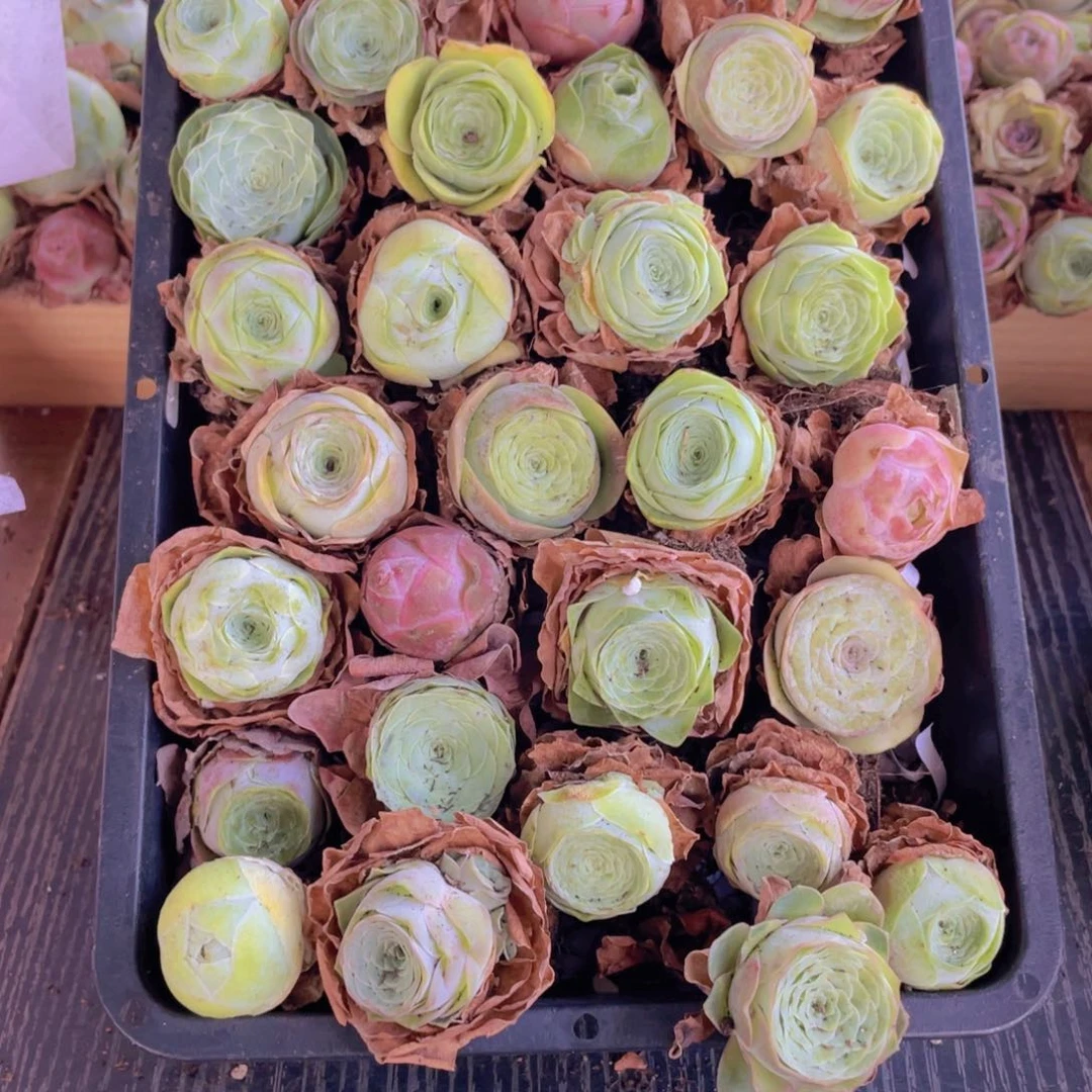 保底三十二颗量拍