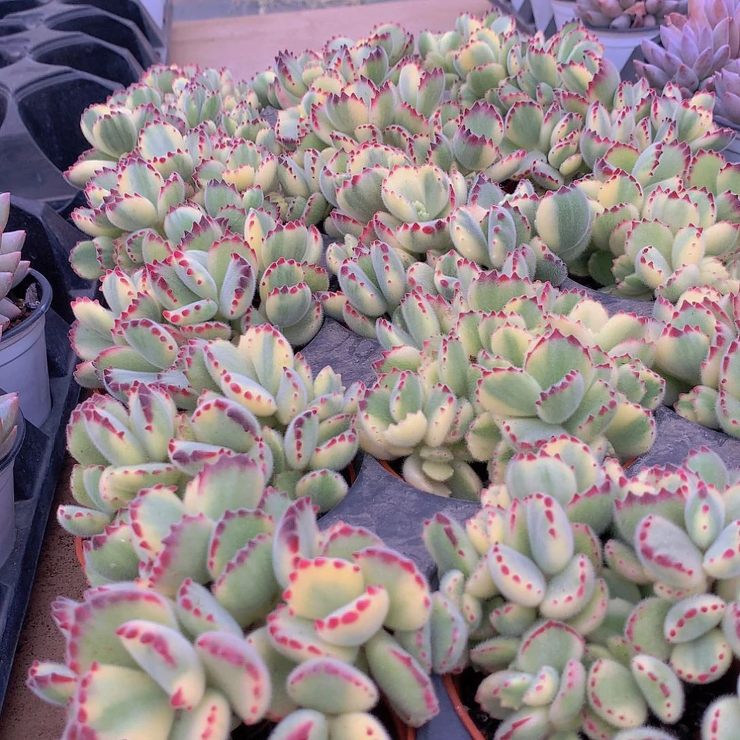 彩虹熊235567889999