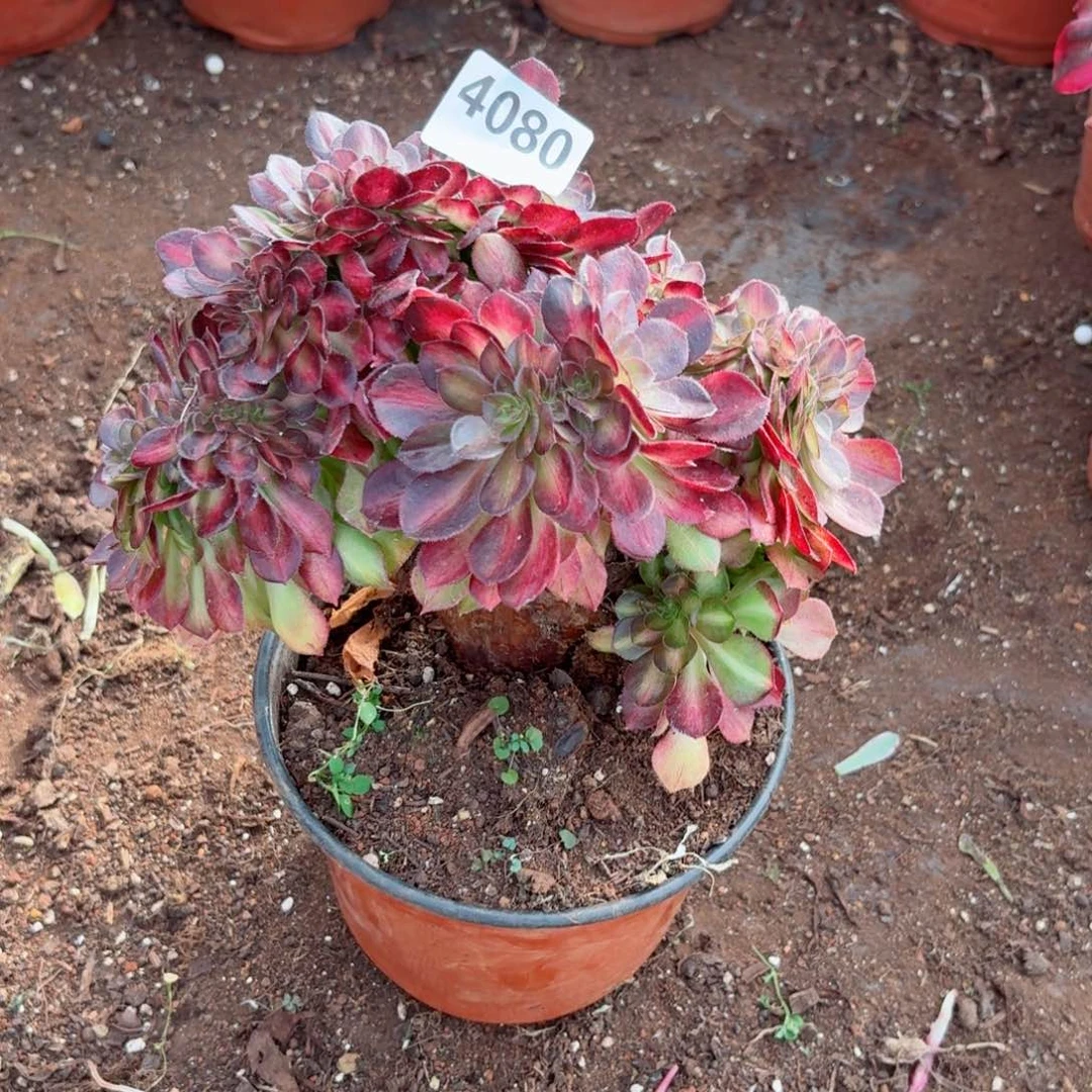 我4080 号多肉法师新年特价