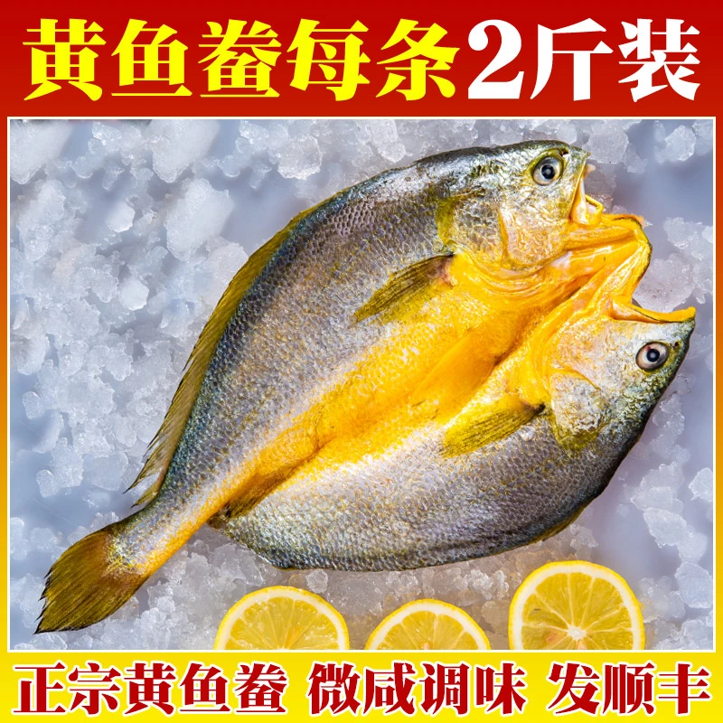 【每条2斤】宁德霞浦黄鱼鲞正宗醇香黄花鱼特大黄鱼新鲜腌制黄瓜鱼