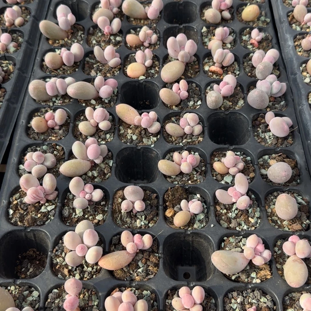 天***阔Mike激动激动激动啥