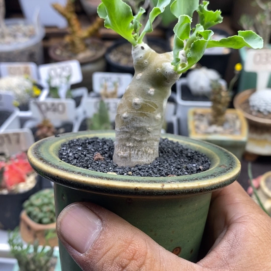 B***吖雪露厚敦菊带盆一物一拍