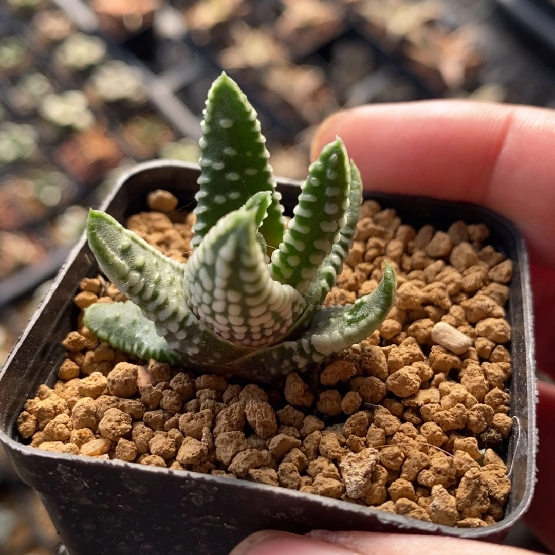 地上星硬叶一颗 新年福利