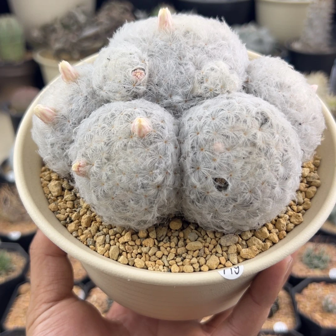 白星乳突13一物一拍719