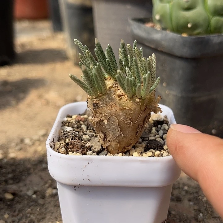 无花朵老家产地红花韧锦